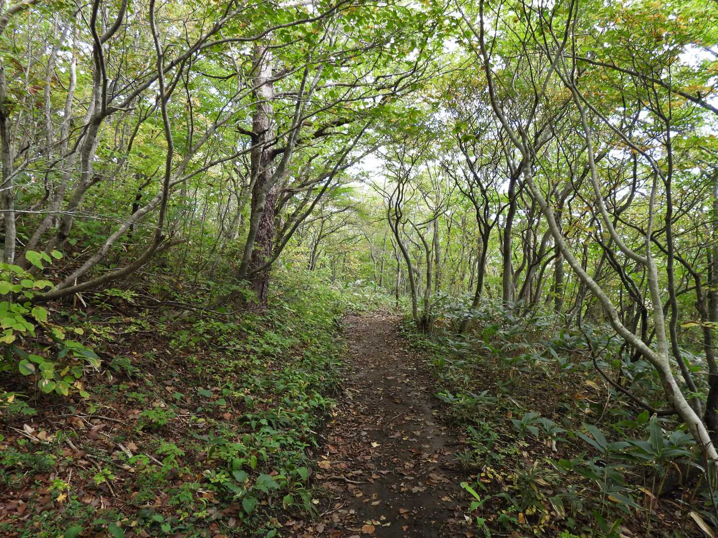 水引入道-屏風岳-南屏風岳-不忘山-白石女子校小屋跡 周回コースの写真