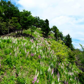 こんな群生は初めて見た