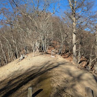 すっかり落葉したノーメダワ（サカリ山方面を振り返って）