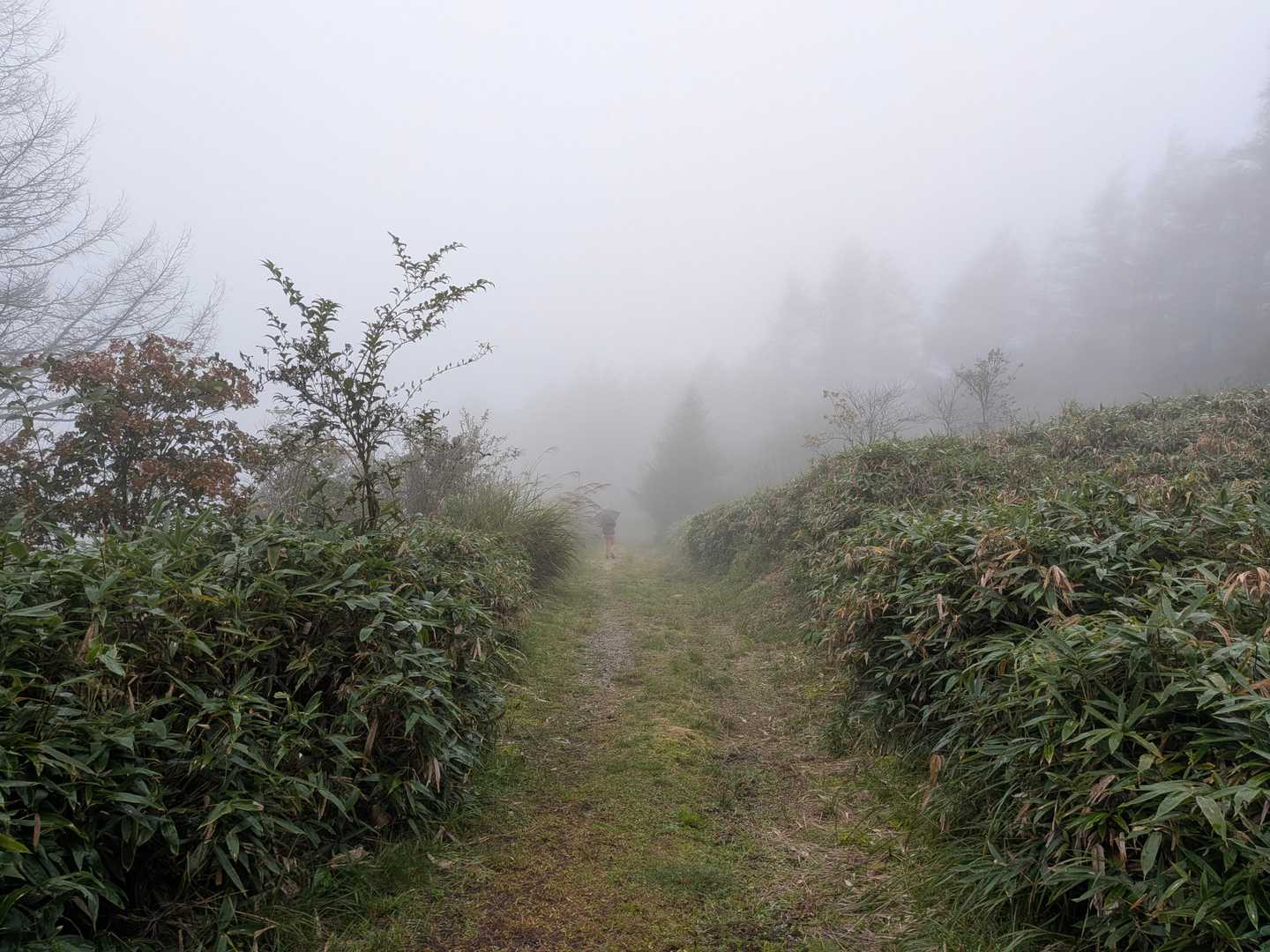 🚶ほぼ平坦な林道を行きます。
ササ(※)を刈り払って道が通っています。

※クマザサ、シナノザサ、ミヤコザサなどさまざまな種類の笹の中、当方未熟ゆえ同定は難しかったので、ここでは”ササ”の表記でゆきます。