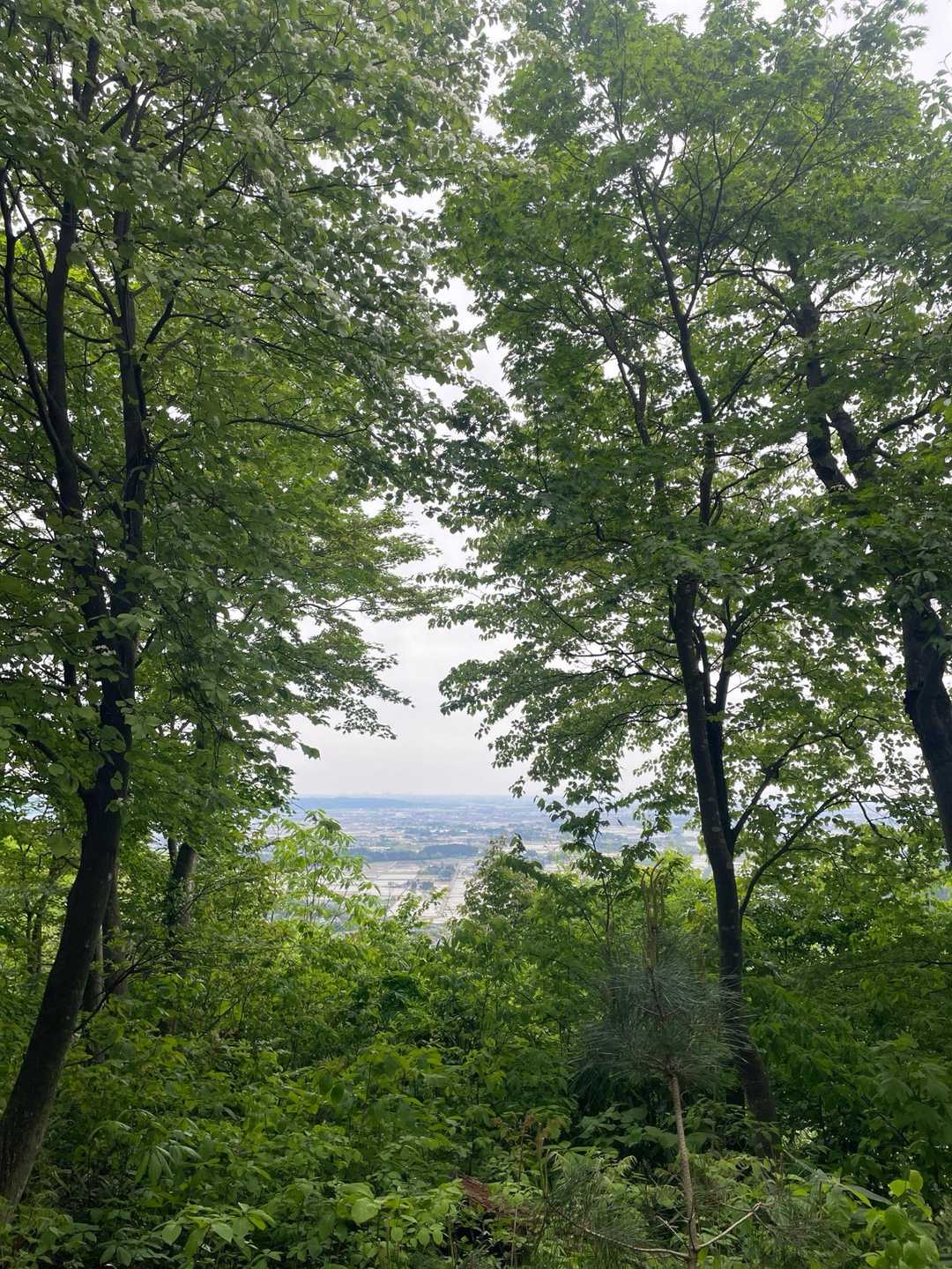 ６合目👀見晴し台👀だった所🌲草木が伸びて視界が狭くなってる😑