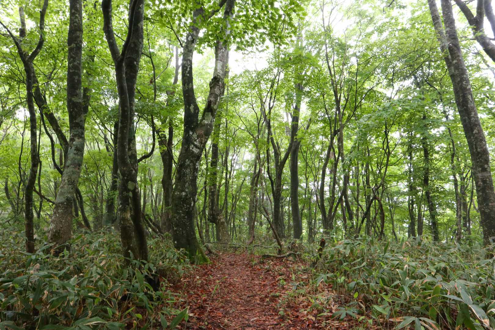 美しい森🌳