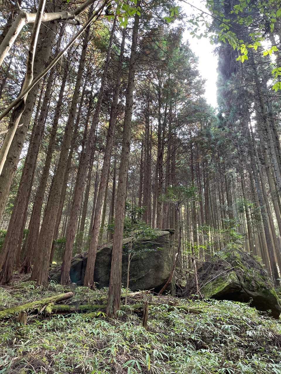 真っ直ぐの杉に笹の群生！