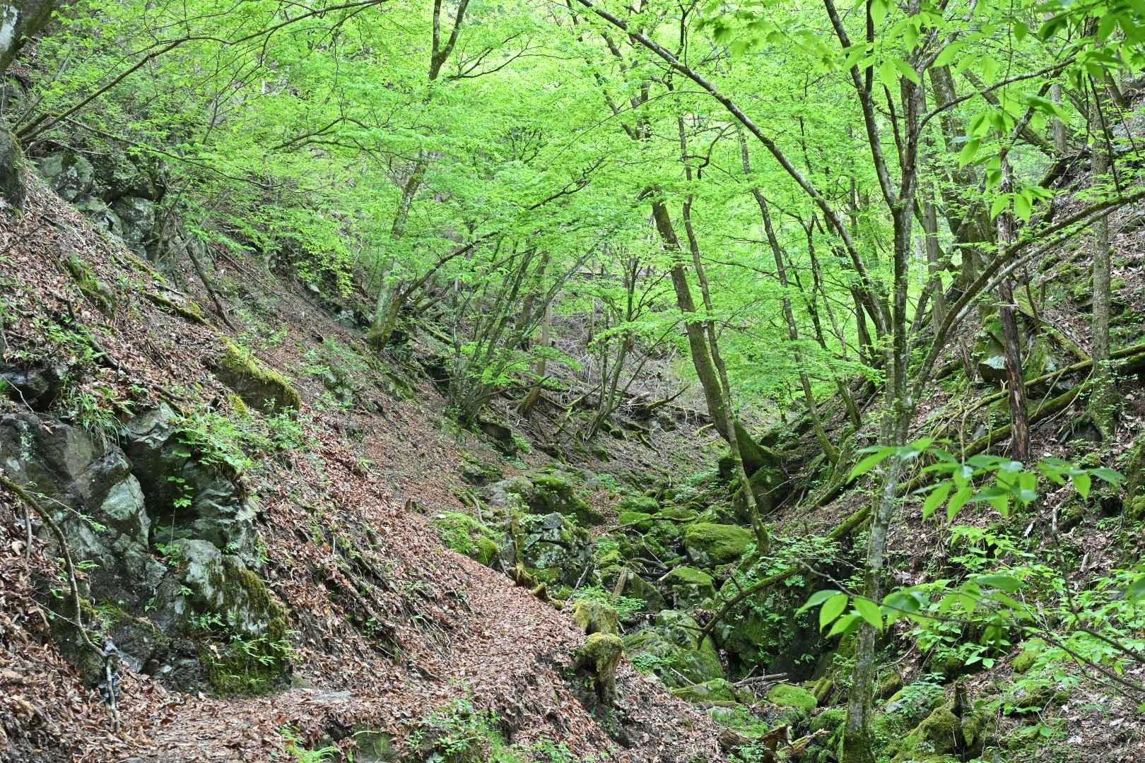 山頂へのラストスパート
百尋の滝の後は杉林で退屈だったが、また広葉樹に切り替わった
最後に斜度が上がってきて辛い