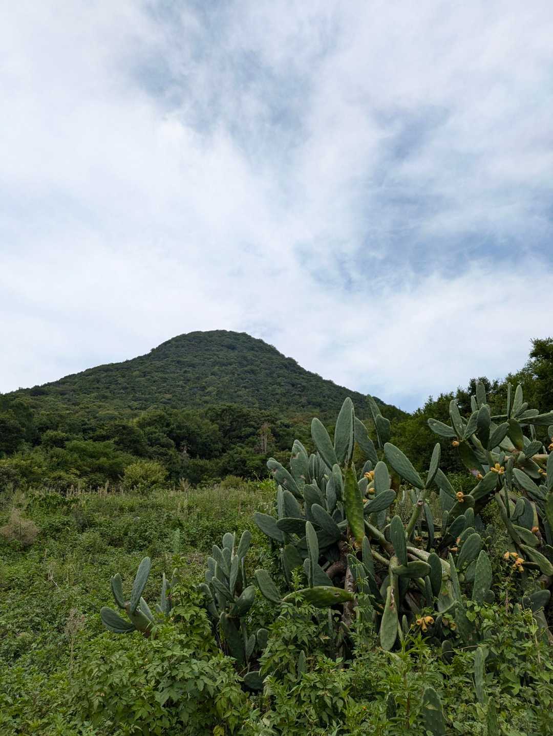 飯山町登山口-飯野山 往復コースの写真