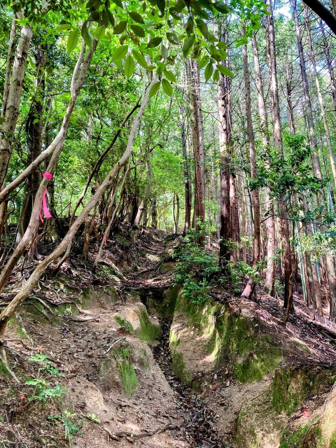 最初は、六甲山のような花崗岩の山道