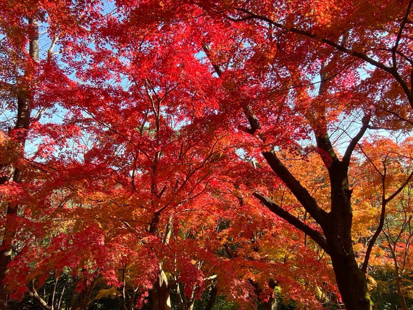 色が綺麗に見える様です。
何枚も同じ写真とってました😅

下に立って見上げると
クラクラするほど綺麗でした🍁🍁🍁

立ち眩みではありません(笑)