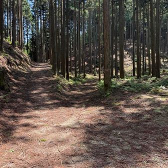 登山口すぐですが、左の林道が正解✅ぼーっとしてたら右に入ってしまい、すぐに気づいて復帰😓