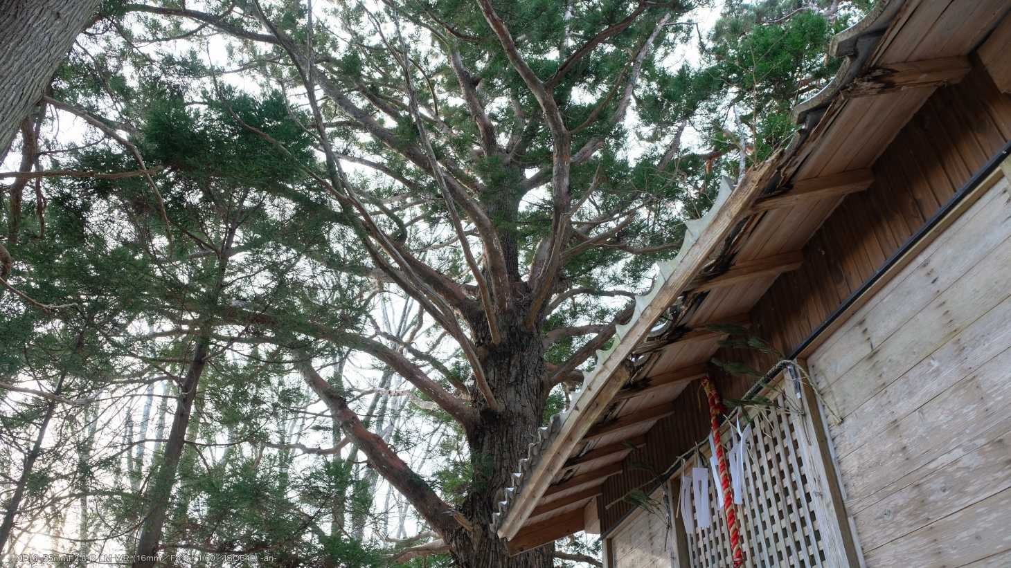 大きく立派な杉の木は御神木なんでしょうね。