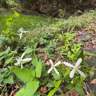 最後の帰り道でお会いしたお花🌼