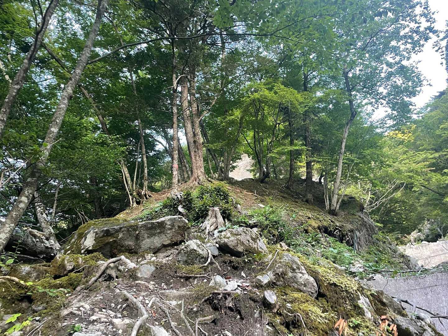 正しくは、ここを登って林道に復帰。