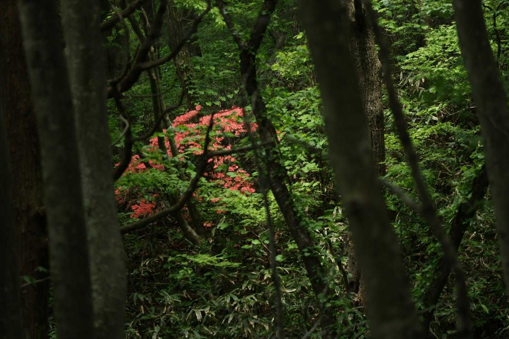 真山 往復コースの写真
