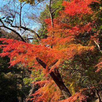 三合目手前のもみじ。
今日も、
陽に照らされ、綺麗でした。🤩
ここが一番好きな紅葉🍁です。😊😊
