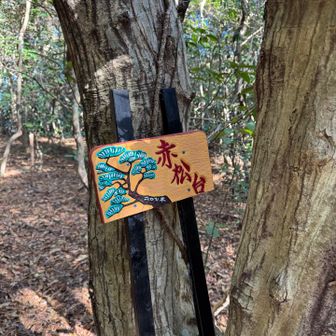 縦走路途中にある小ピーク、赤松台山頂。
後から知ったが何と緑ピークです。