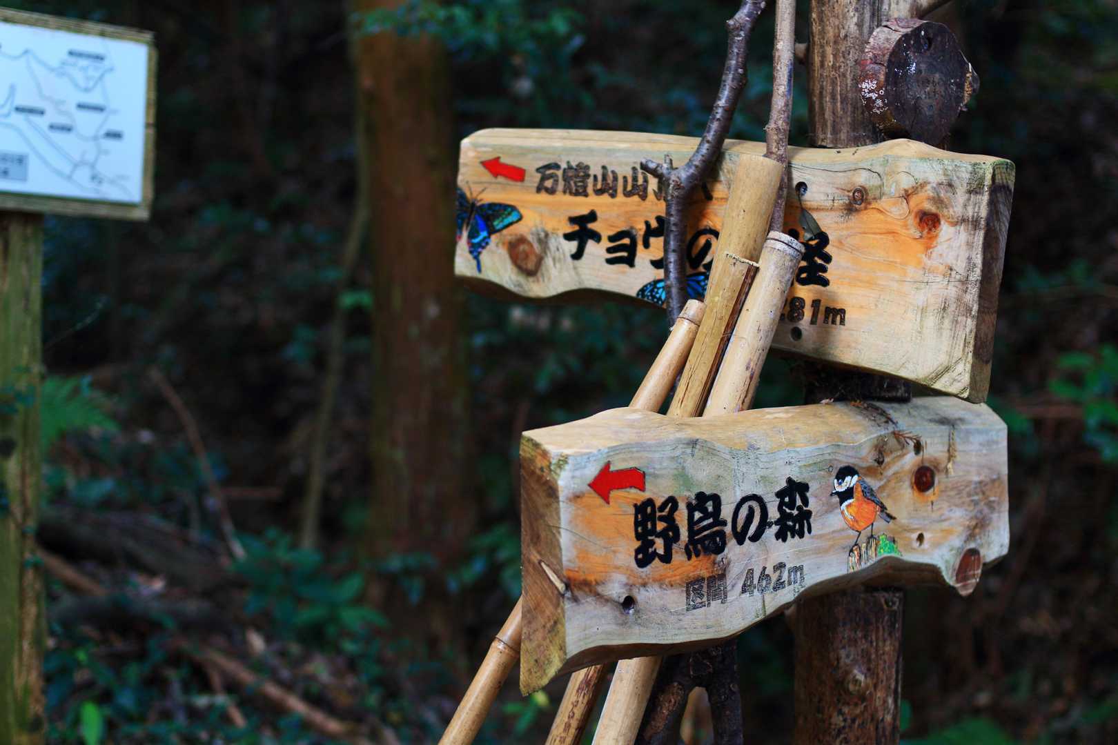 さて登っていきます