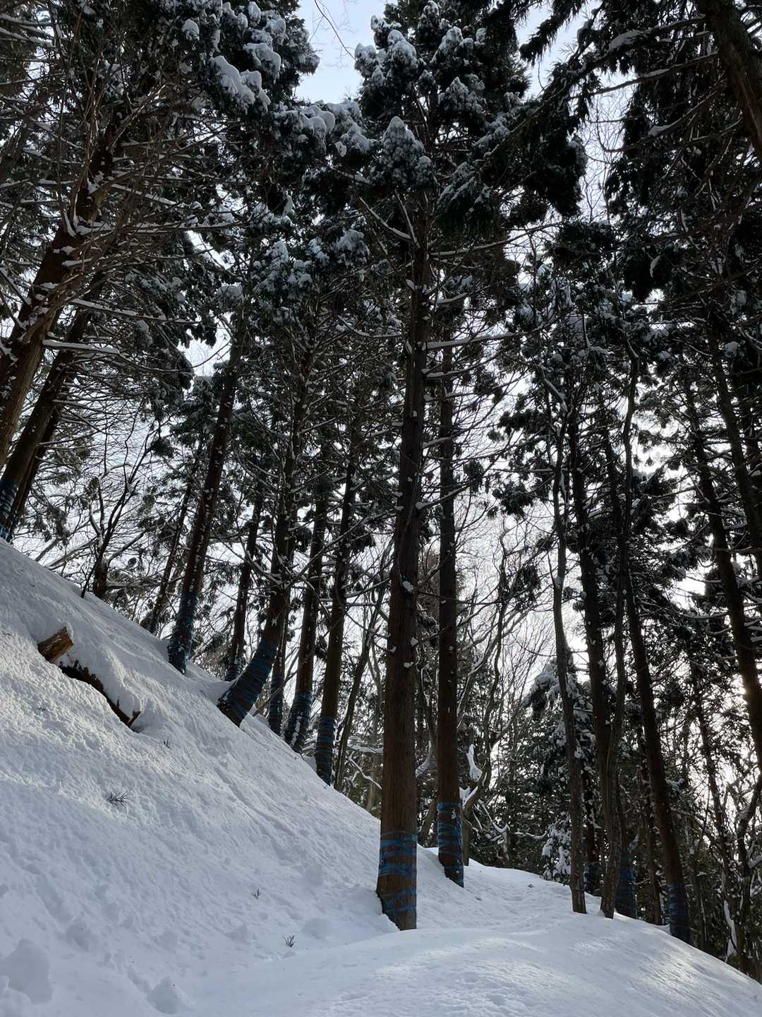 上平寺ルート登山口-京極氏遺跡-弥高山 往復コースの写真