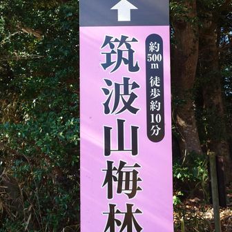 駐車場渋滞を横目に筑波山梅林へ