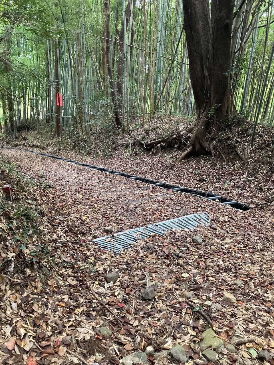 高館らしい竹林の道