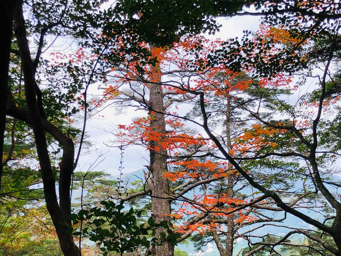 市房神社参道-市房杉-夫婦杉-市房山 往復コースの写真