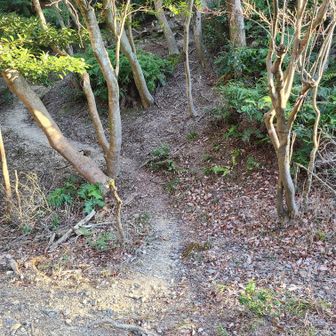 こんなところに山道が‼️観音山からの悩みながらの下山ルートは、ここに出てくるんやったんかな？気にはなるけど、今からは行きません。