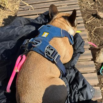 眠りにつくこつぶ