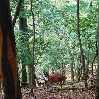 鹿さん発見！
話しかけてもこちらを向いてくれません
完全にシカトされてます🍁🦌