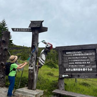 あっという間に山歩終了☑️
次回は雪山の時に来てみよう
相方は坪庭からボードで下山するんだって

キツツキさんありがとうね
また来るね