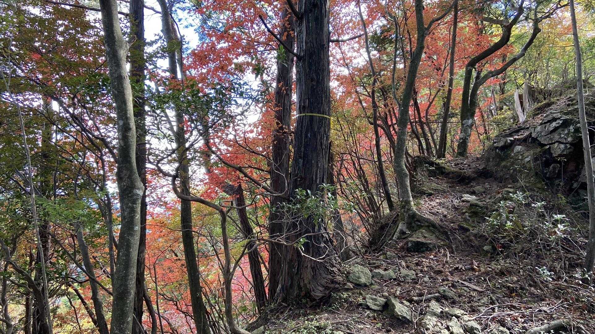 紅葉もちらほら。