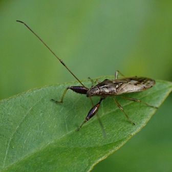 ヒゲナガカメムシ
今回はいろいろなカメムシが見られました。