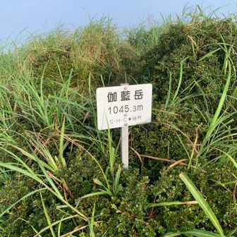 山頂です。
草ボーボー🌱
ついでに伽藍岳西峰に行ってみます。