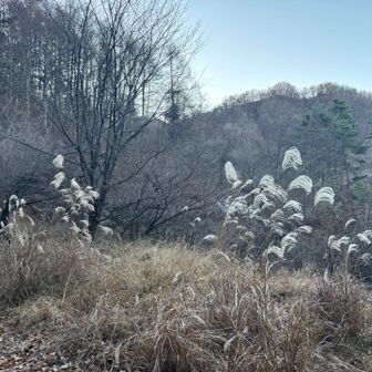 すすきを見るとしんみりします