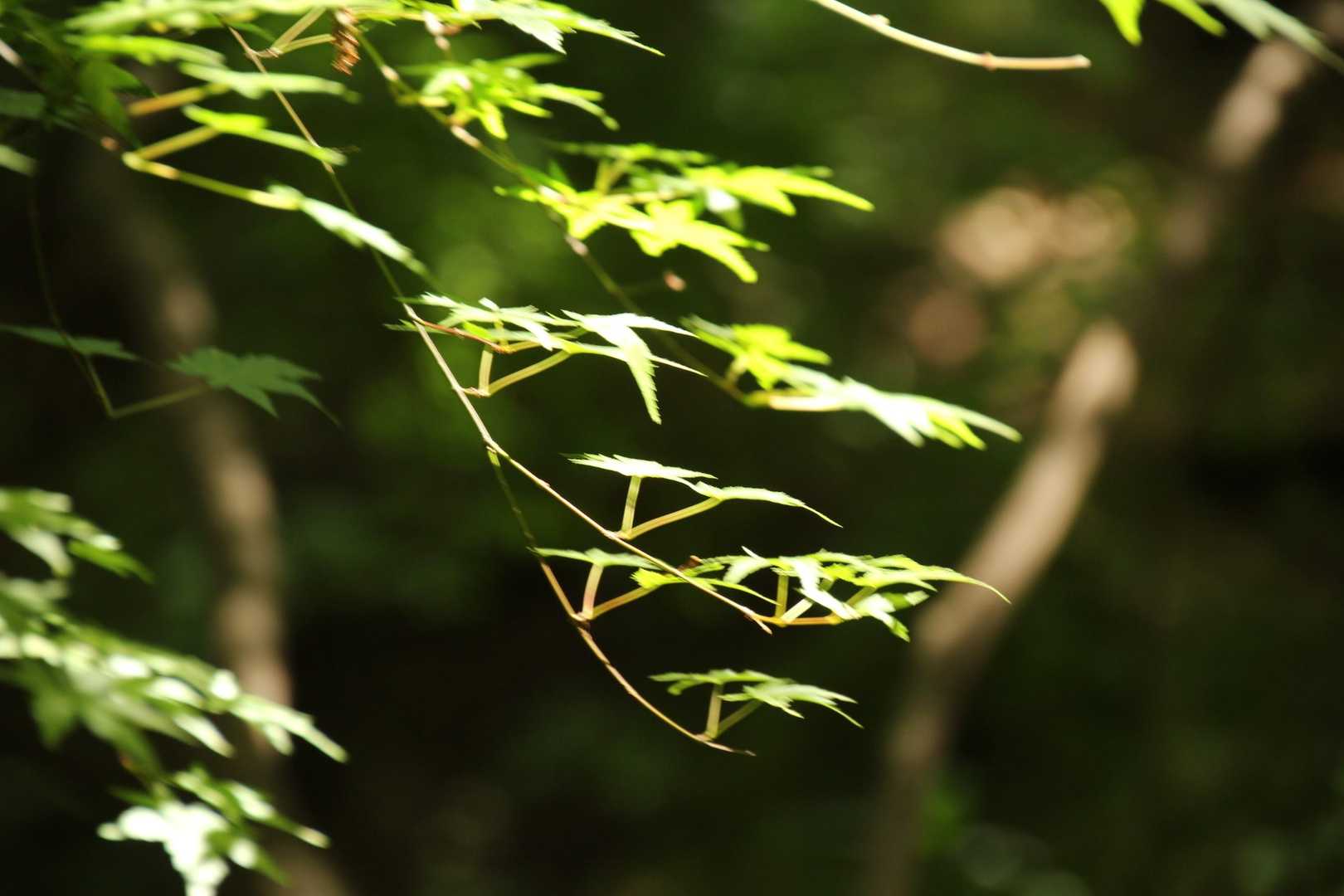 王子公園駅-摩耶山 周回コースの写真