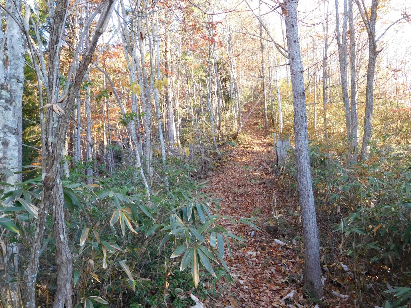 猪臥山散策道入口-猪臥山 周回コースの写真