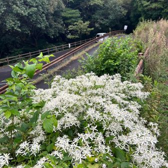 仙人草の花道でゴ〜ル🏁

愛らしいセンニンソウ（仙人草）ですが、
Googleで検索したところ、有毒植物であり葉や茎の汁に触れると皮膚炎や水ぶくれを起こすため危険です。とありました⚠️