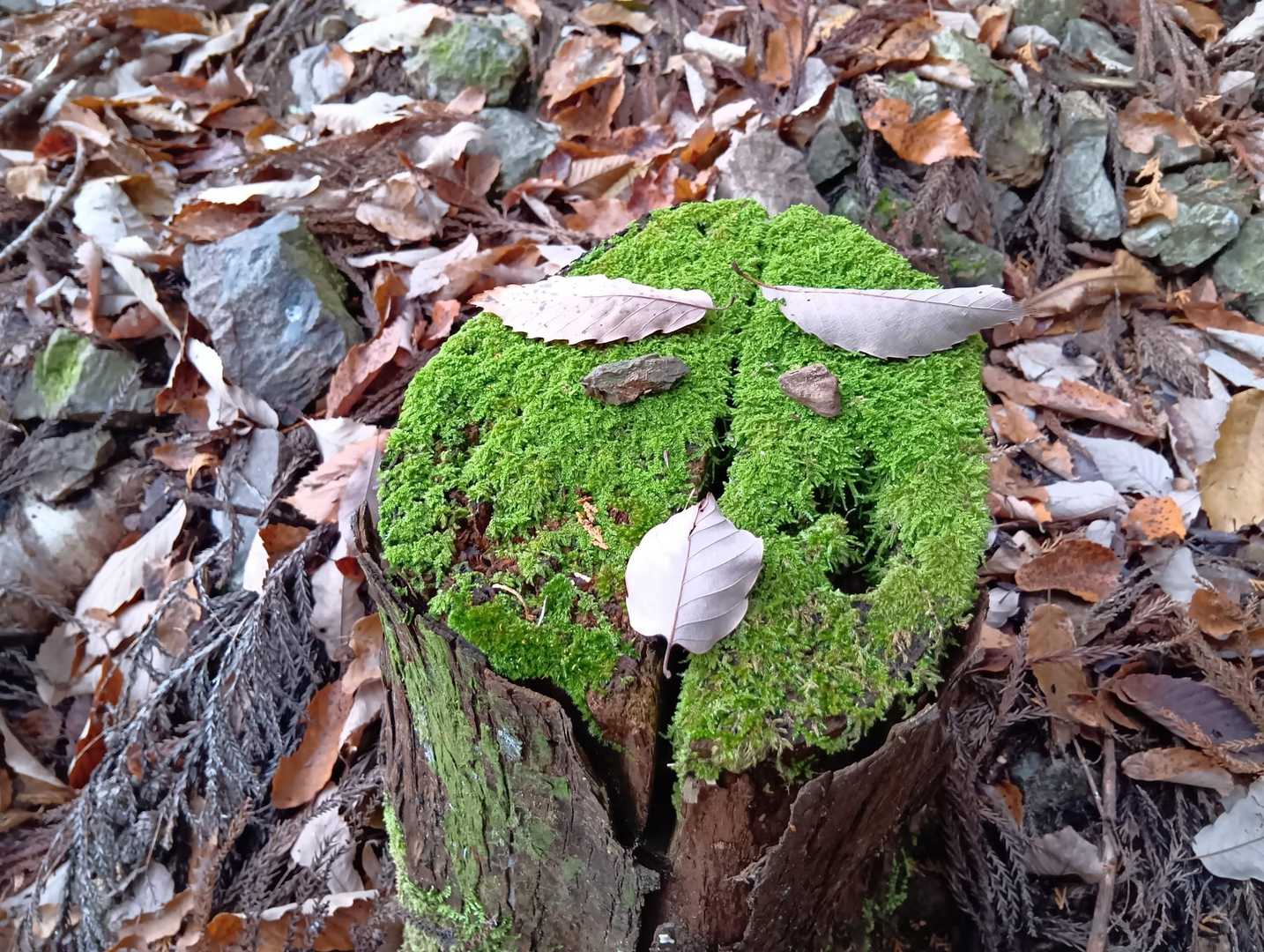 遊んでみた🍃