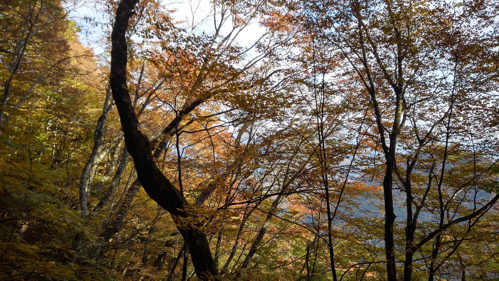 紅葉が綺麗