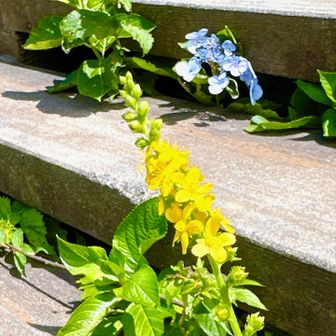 アジサイと黄色いお花、もう調べなくていっか〜😅