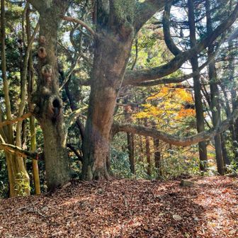 木の枝に登ってみたり…