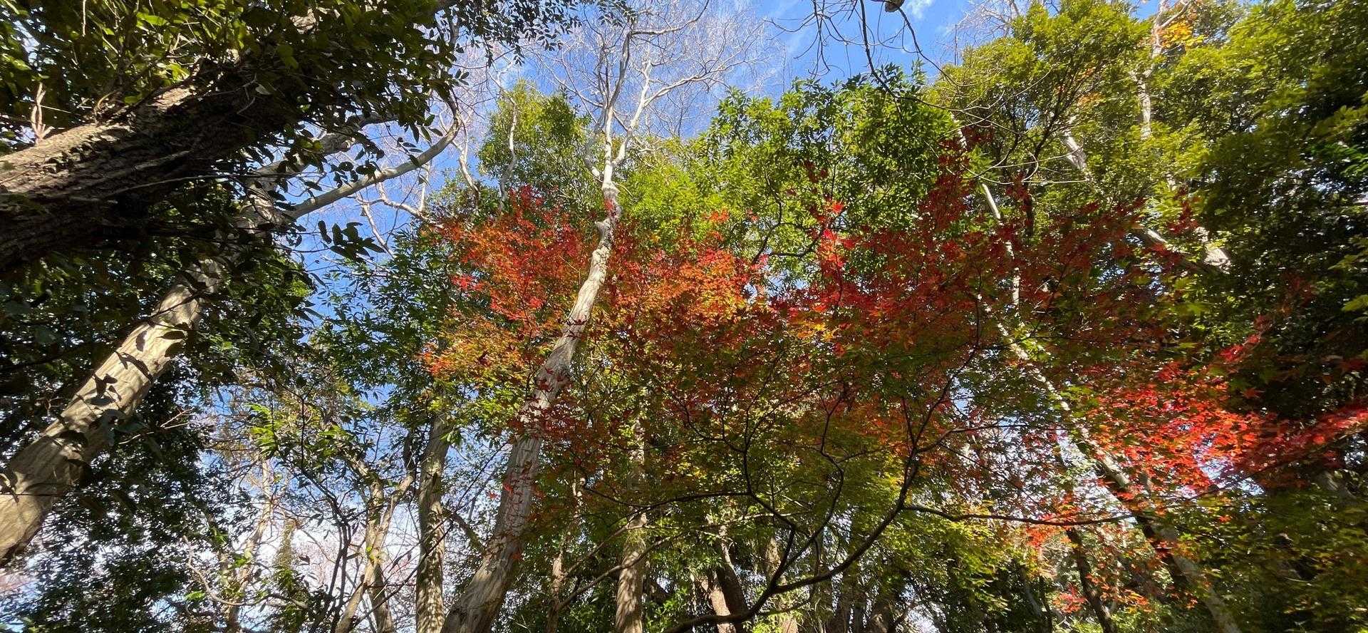 わずかに紅葉が残ったました。