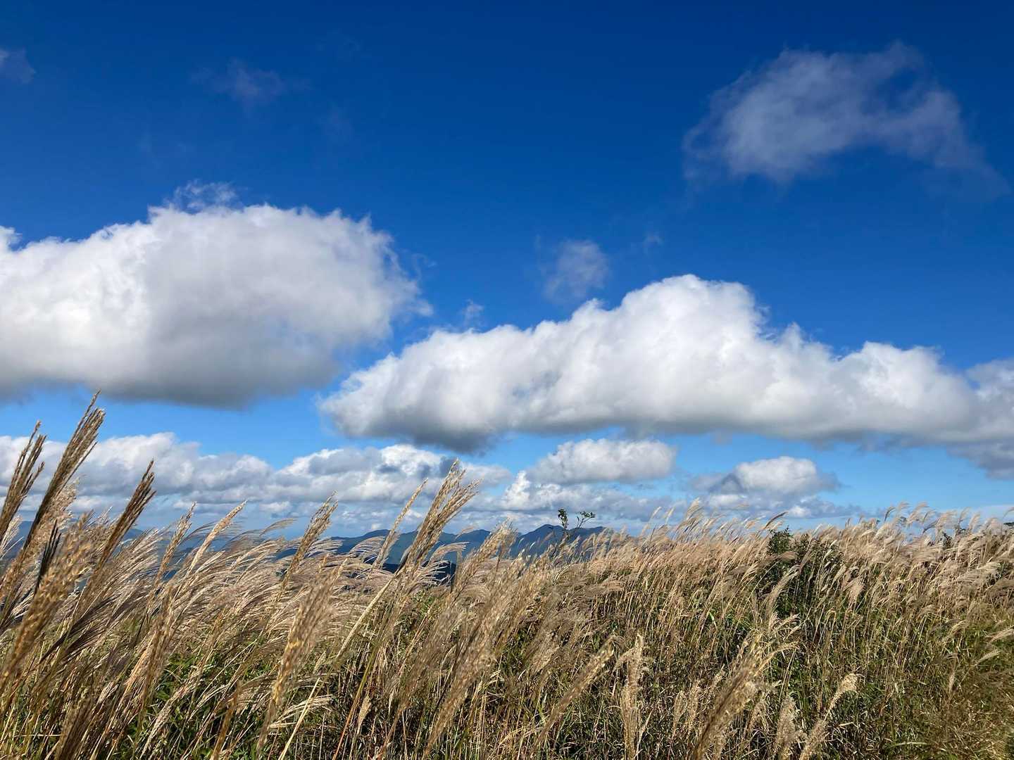 ススキと雲☁️
