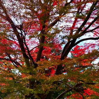 赤紅葉🍁綺麗だった〜😍