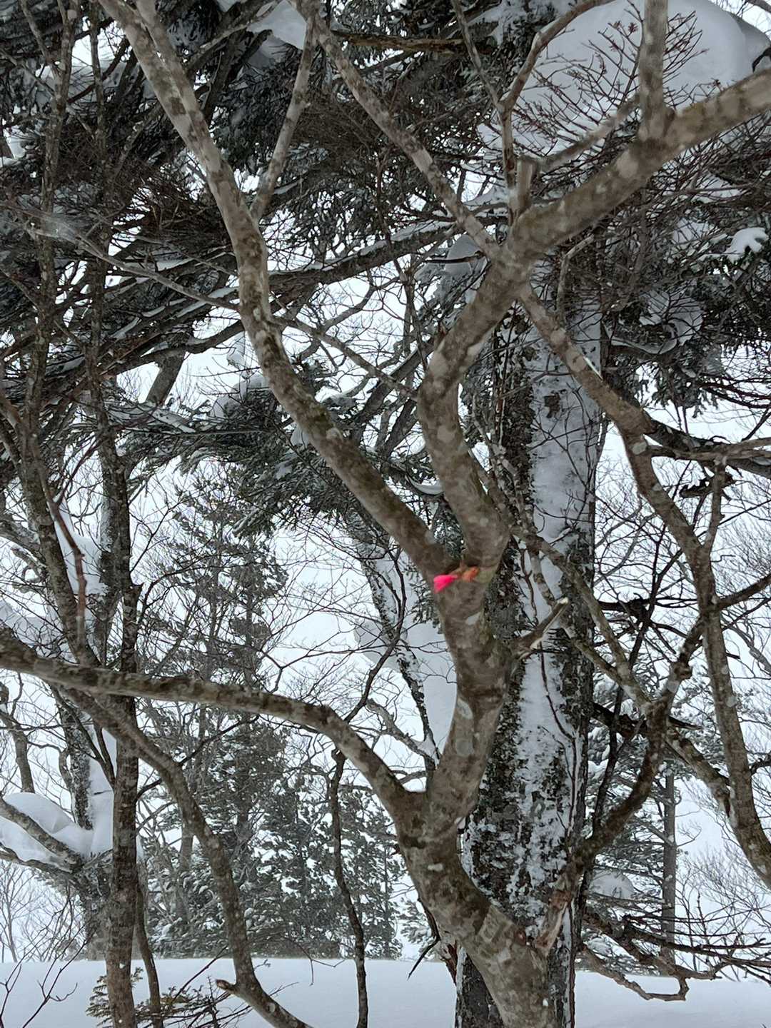 下倉山🗻
看板があるのは知ってたけど
今年も探せず😅