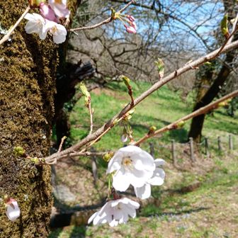 下りました🌸😃
かたくりの里で思っていた以上の沢山のお花🪷🌼🌿が見れてちょこっとのピークにも登れて満足😆🥰

お山は明日が本番の予定です⛰️😃🙌
コメントお休みです💕
いつもありがとうございます😃🫶💖