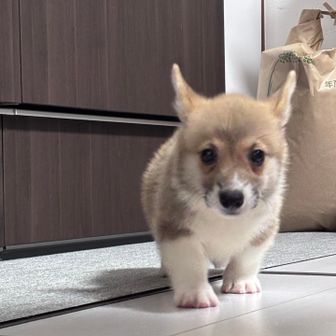 柴ゆき🐶