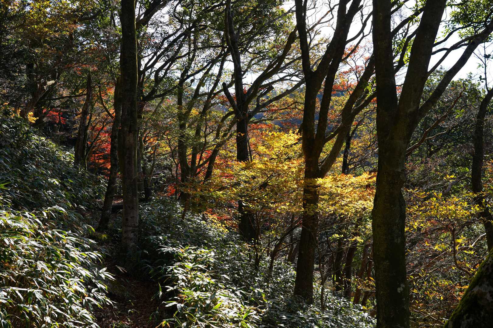 歩きやすく気持ちよい山道