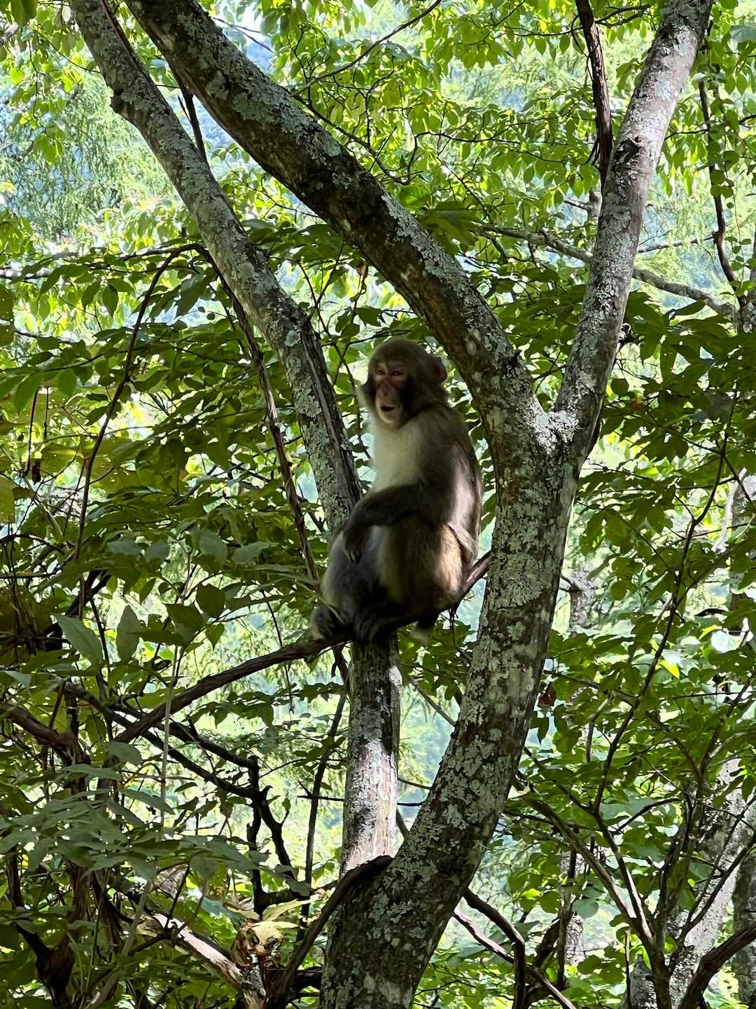 🐒