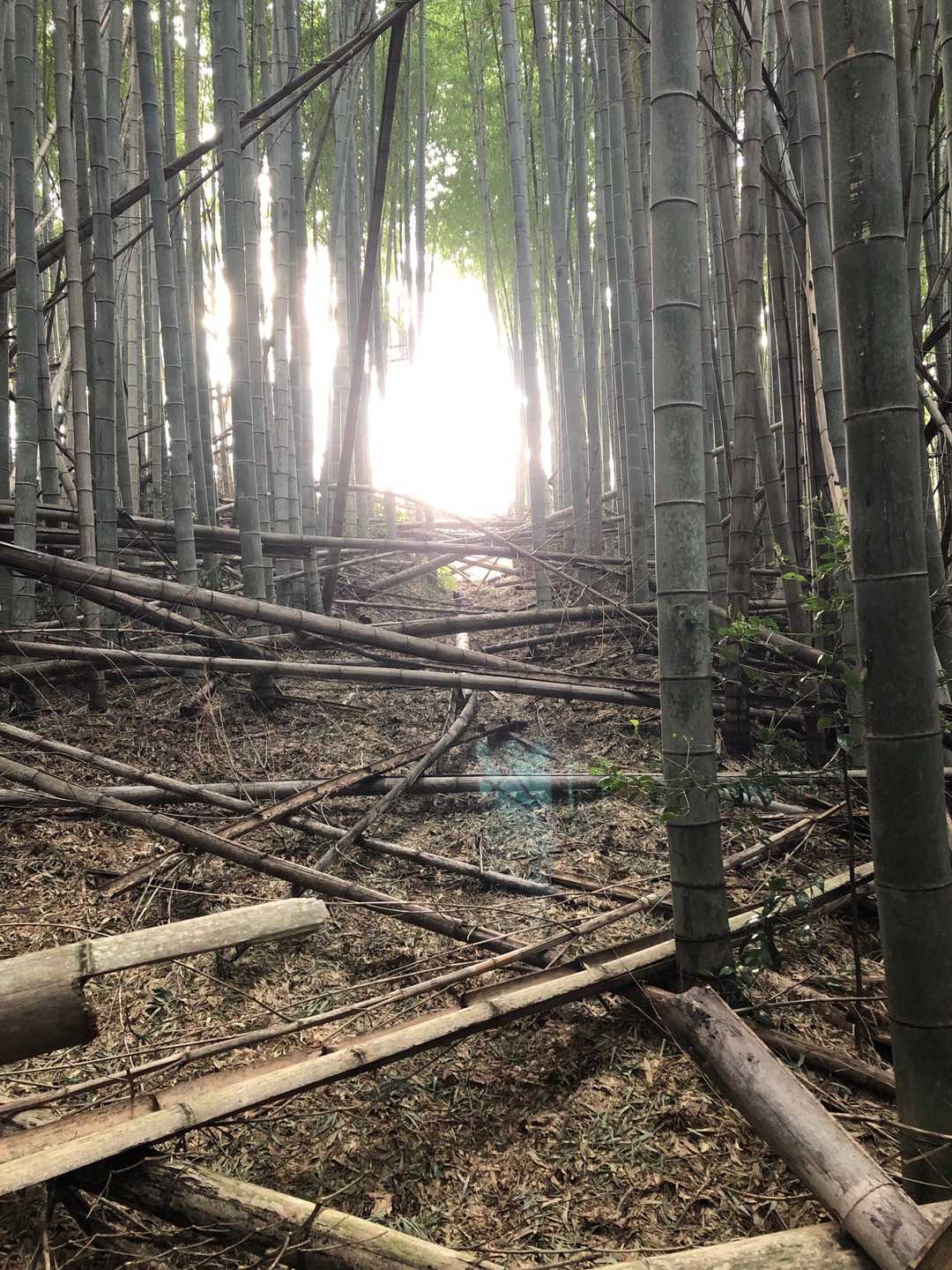 竹林のこんなこんな感じの道を進みます⛰🚶‍♂️
結構倒竹が気になります💦