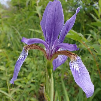特徴は花弁の付け根に網目模様
