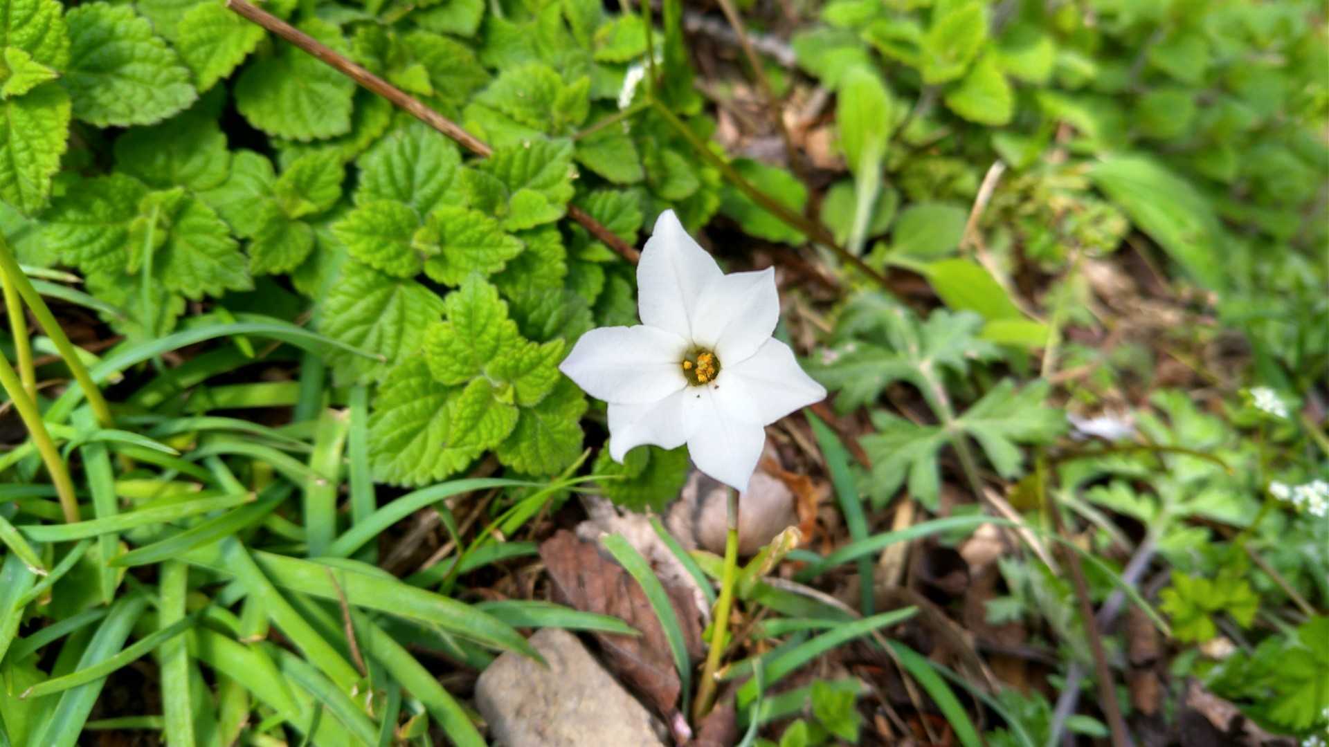 山頂に戻ってきました🙂
桜に負けず足元に彩りを添えてくれるお花もたくさん😄
こちらはハナニラさん🙂
