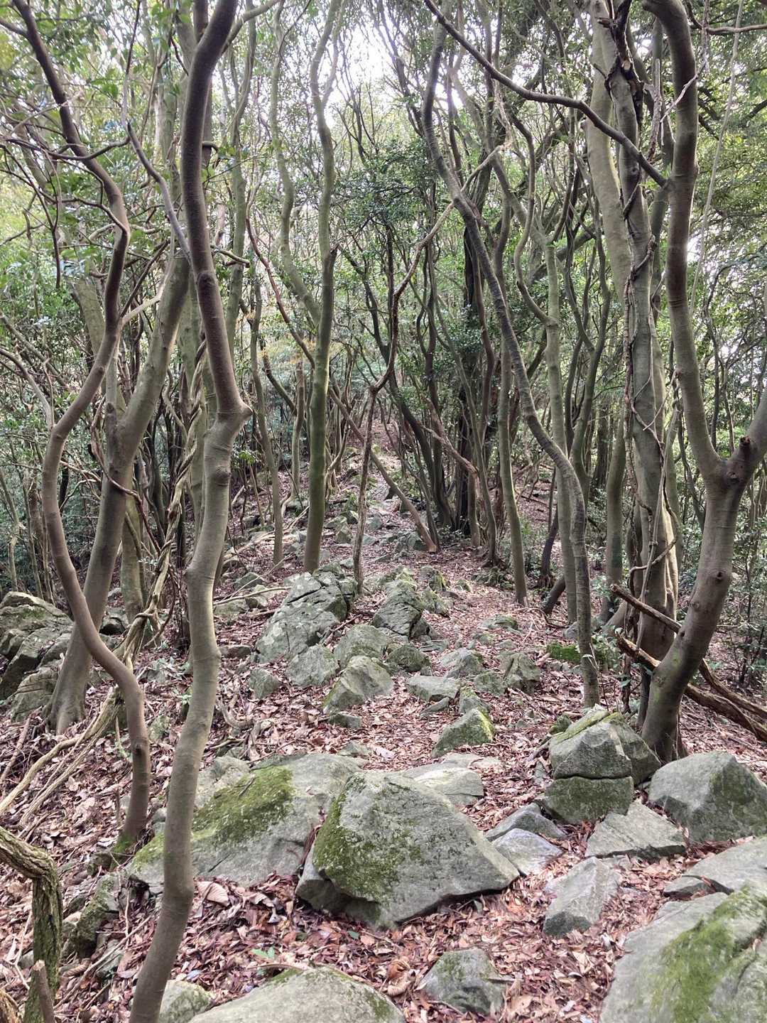 龍王山-龍王神社 往復コースの写真